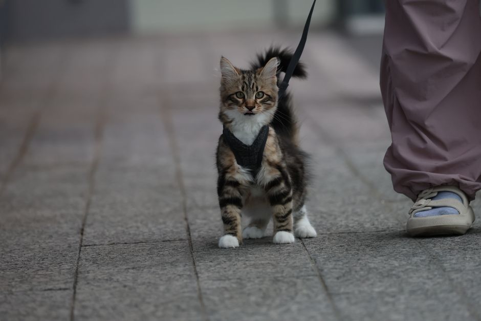 A happy cat wearing a comfortable harness during a walk in the park.